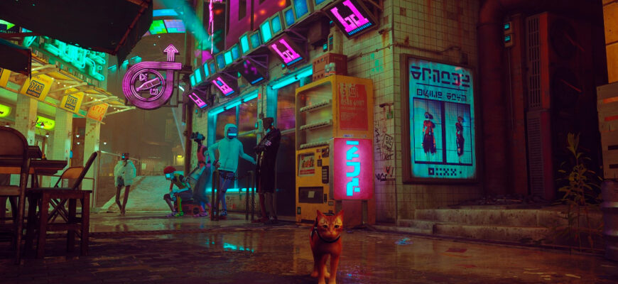 The Stray
